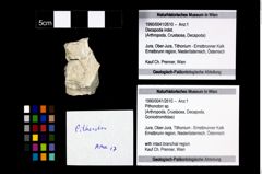 Foto (Objekt + Etikett) von Pithonoton sp.  (NHMW-GEO-1990-0041-2610)